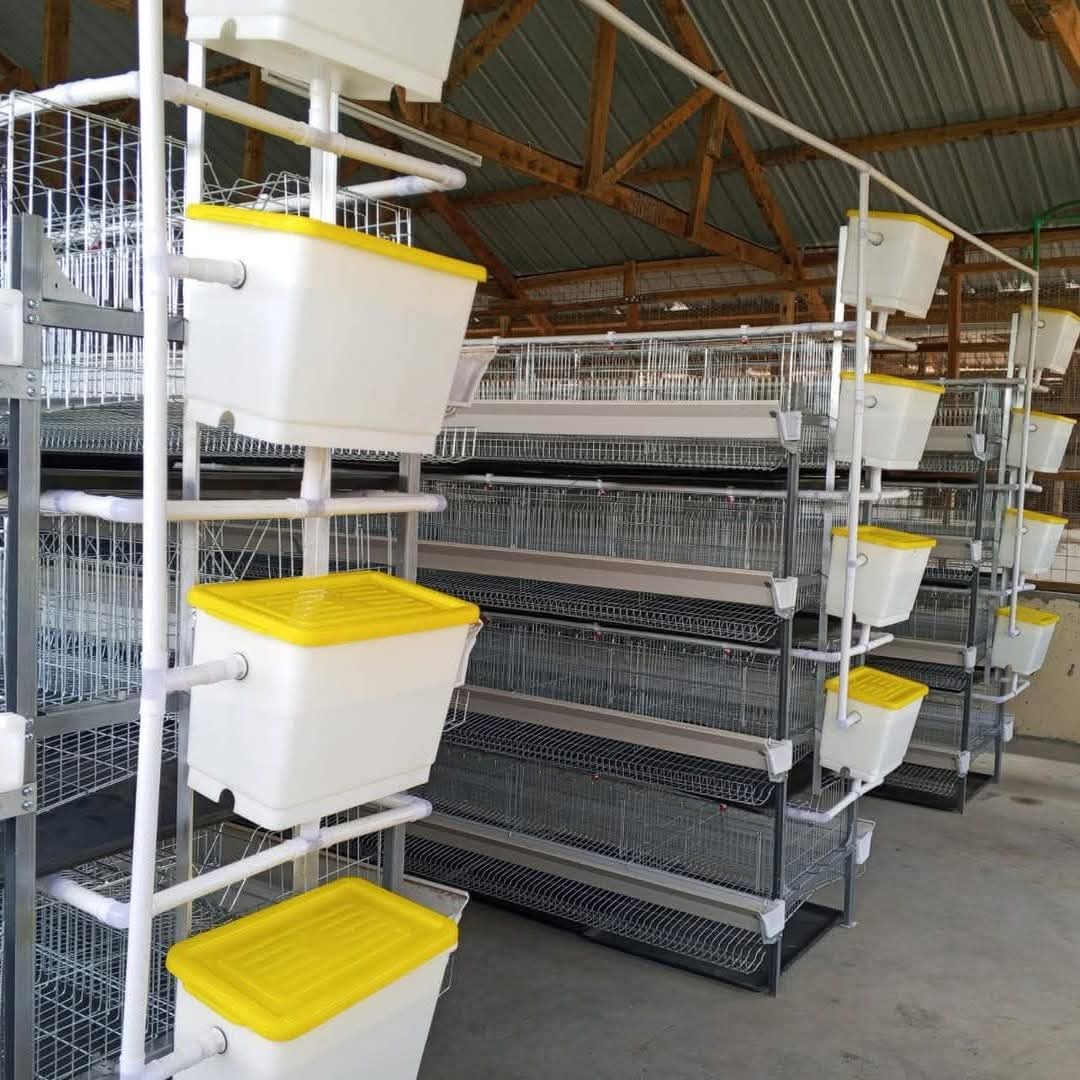 128-Bird H-Type Layer Cage